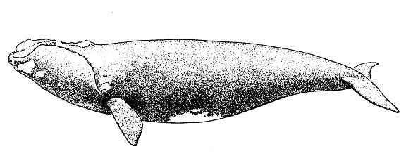 North Atlantic Right Whale